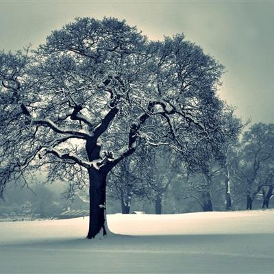 天天中彩票app下载
